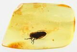 Fossil Froghopper (Cercopoidea) In Baltic Amber - Excellent Eyes #310807-2